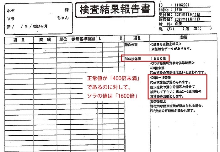 ソラの検査結果01