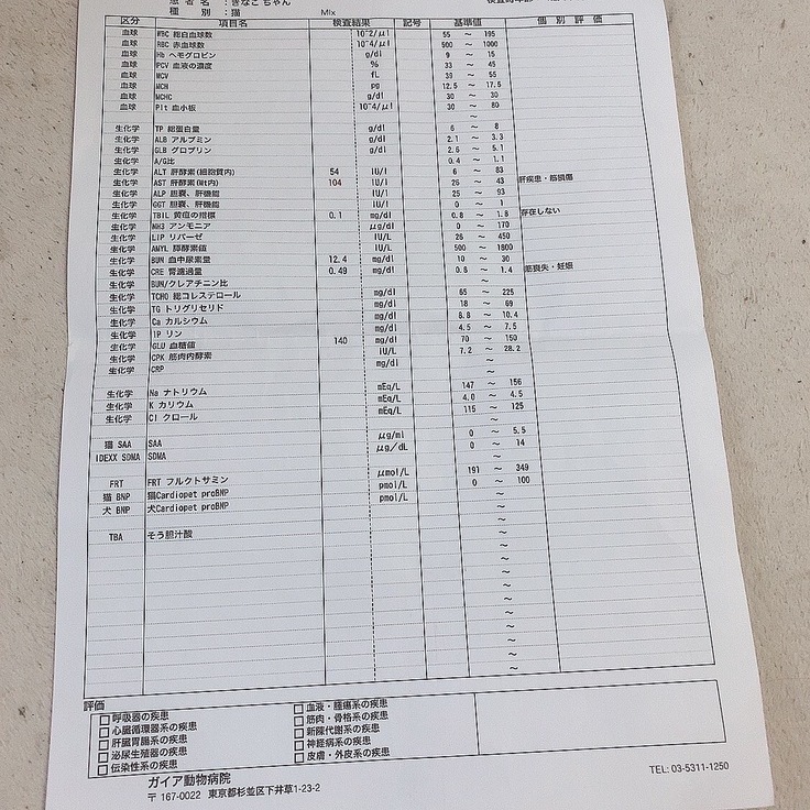 猫_FIP_診断結果