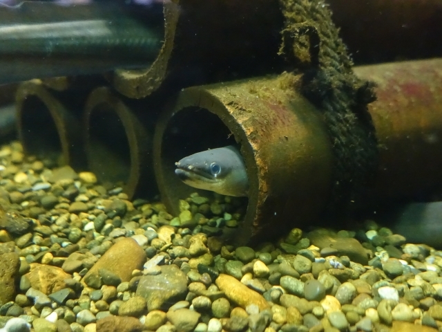 ニホンウナギ