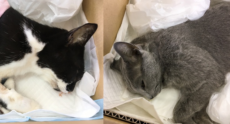 亡くなってしまったルナちゃん、アンちゃん