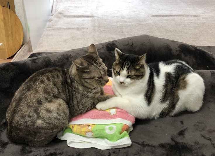 翔とのらお　いつまでも幸せに過ごしたいにゃ