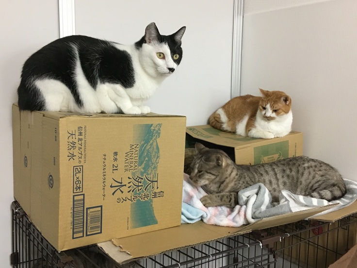 段ボール箱でくつろぐ、オレオ、つぶら、奈々