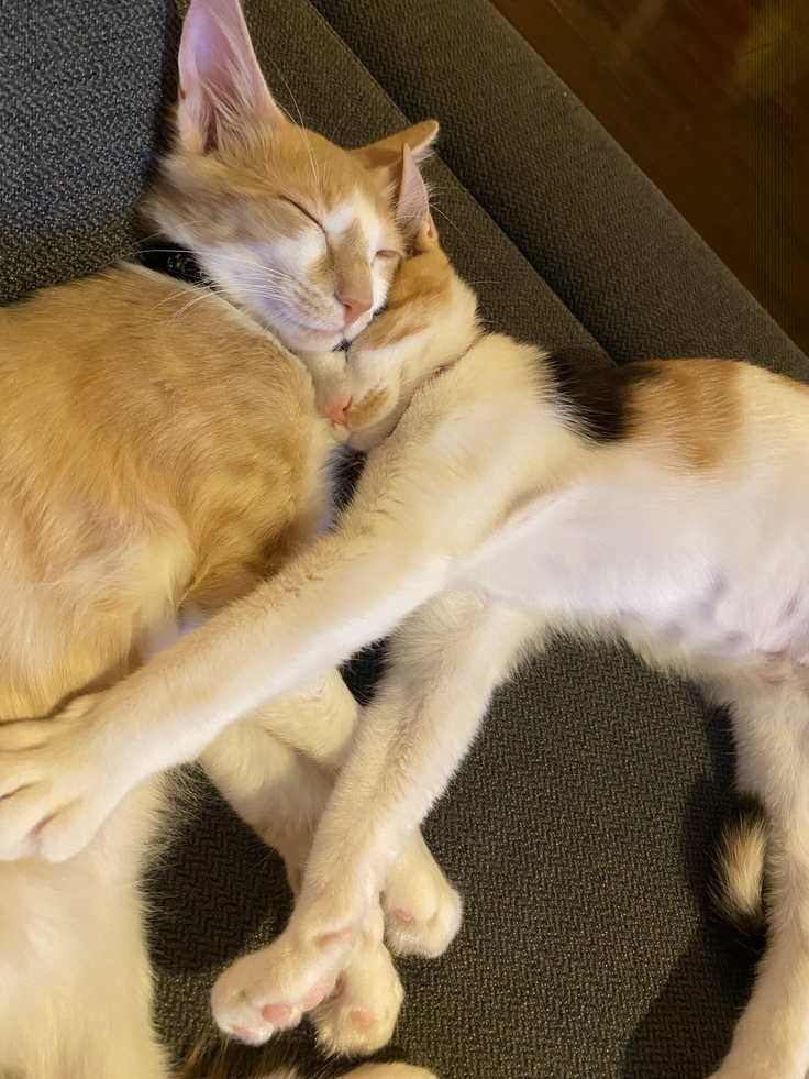 診断前に撮ったアダムとリリス