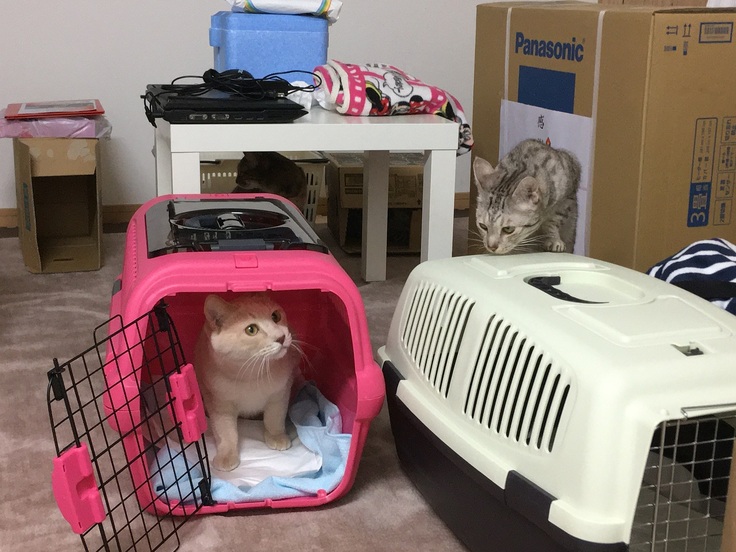 引っ越してきて不安そうに周りを眺める　ラテ、サラ