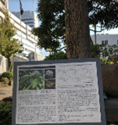 喜樹と記念プレート(2021年10月旗の台 キャンパスにて撮影）