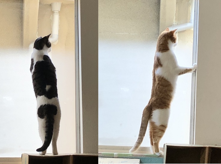 窓から外を眺める　立ちポーズ　ローラと虎徹