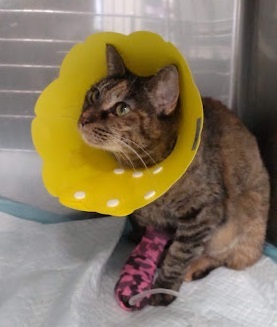 入院治療中のランちゃん