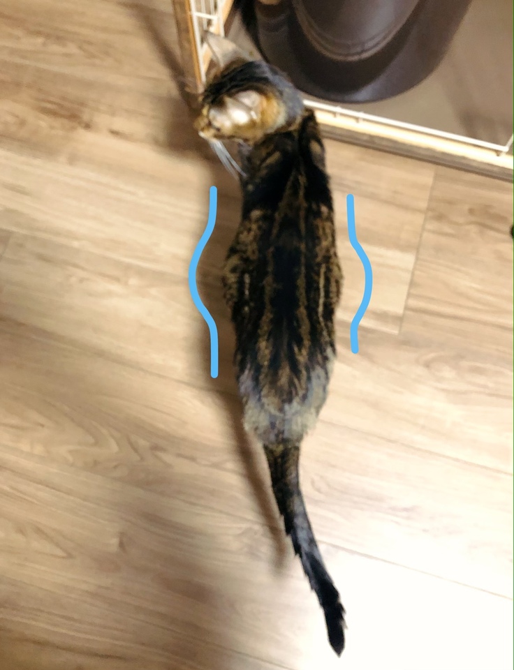 お腹に水が溜まって膨れています