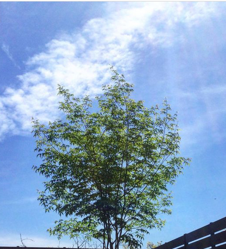 このは整氣堂　記念樹