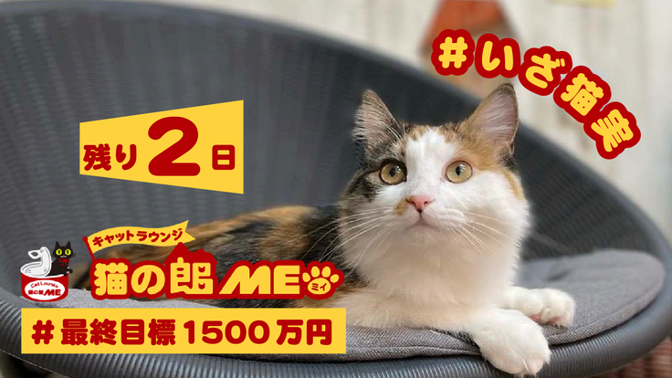 最後の50時間 念願の地 猫実 ねこざね で成猫に特化した保護猫カフェ継続へ ガッテリア株式会社 代表取締役 小倉 則子 21 12 25 投稿 クラウドファンディング Readyfor