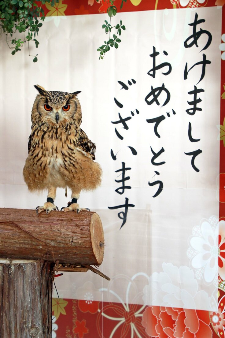 ベンガルワシミミズク　サクラ