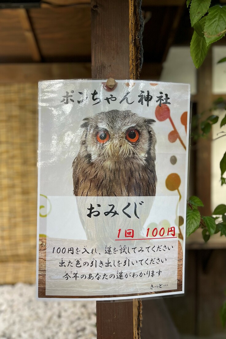 ポンちゃん神社に初詣はいかがですか？ 富士花鳥園｜鳥たち、花たち