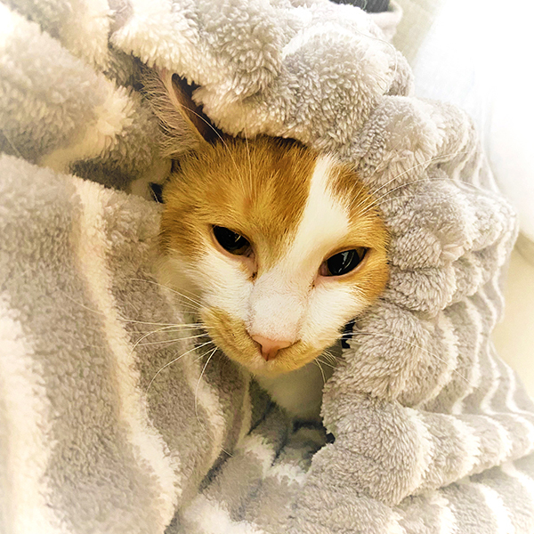 甘えん坊のチャイ