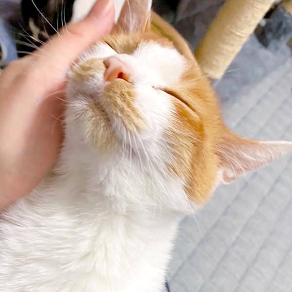 甘えん坊のチャイ２