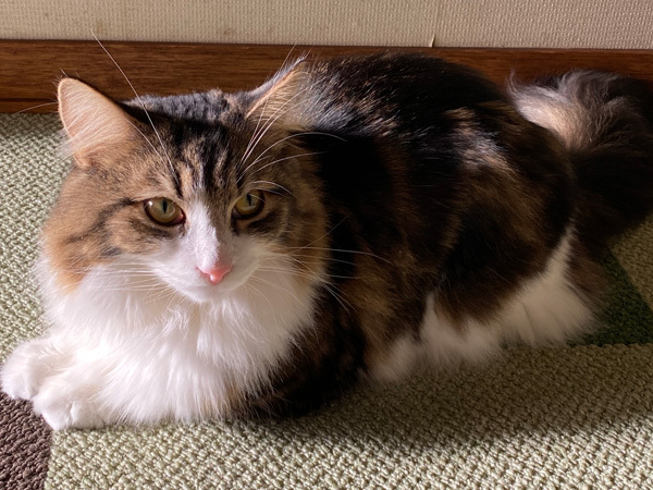 12月19日の小太郎