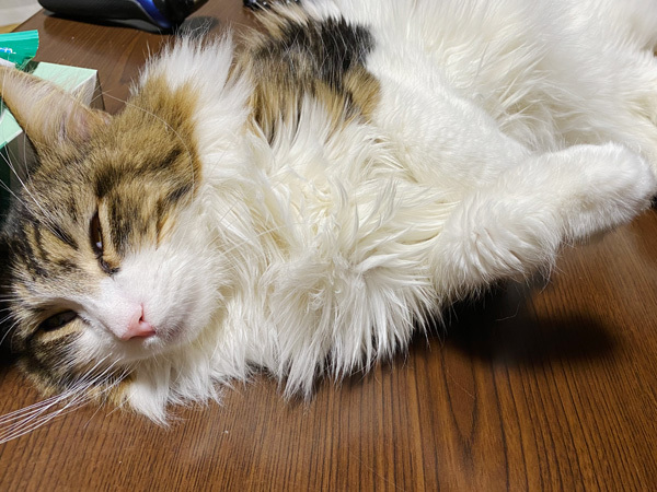 1月5日の小太郎