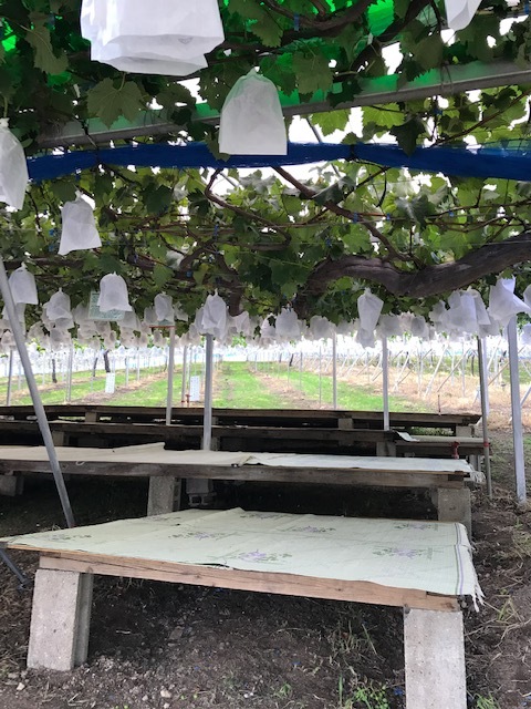 一昨年までの桟敷とゴザ