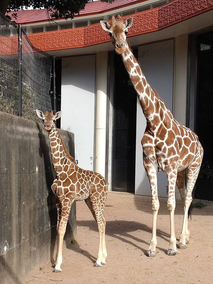 キリンの赤ちゃんの愛称投票が始まりました！ 金沢動物園40周年PJ｜園