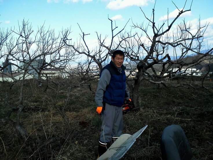 果樹剪定中です。