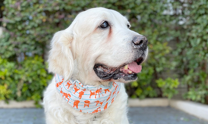 ゴールデンレトリーバーが首にスヌードを巻いている写真。