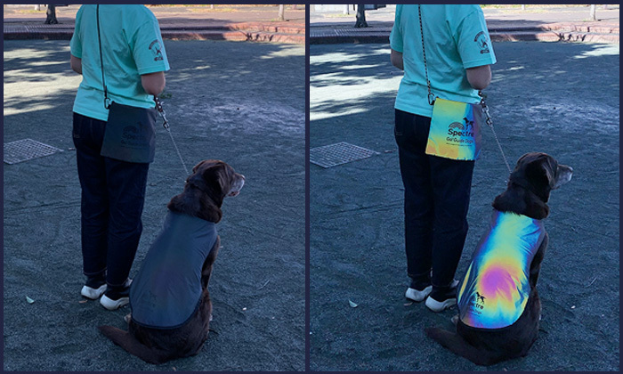 犬が反射マントを着て座っている。隣には人。光る前と光った後の比較画像。