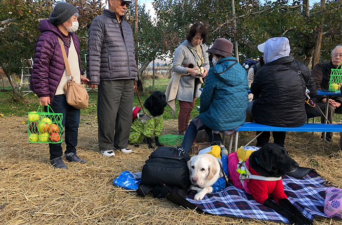 リンゴ狩りをしている写真。