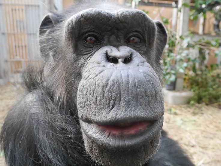チンパンジー紹介（４） チンパンジー・ボノボたちがより幸せに