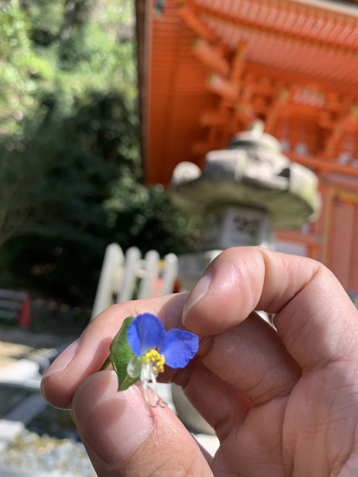 琵琶湖の離島、竹生島にも咲くツユクサ