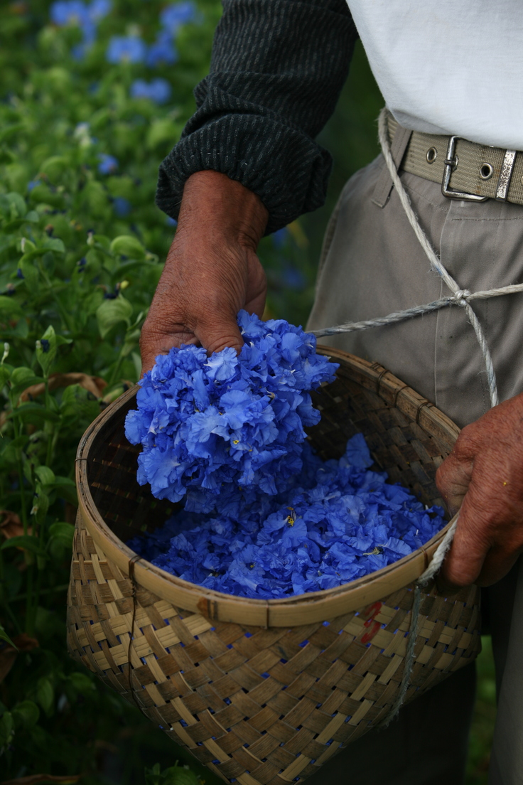 摘み取られたあおばな