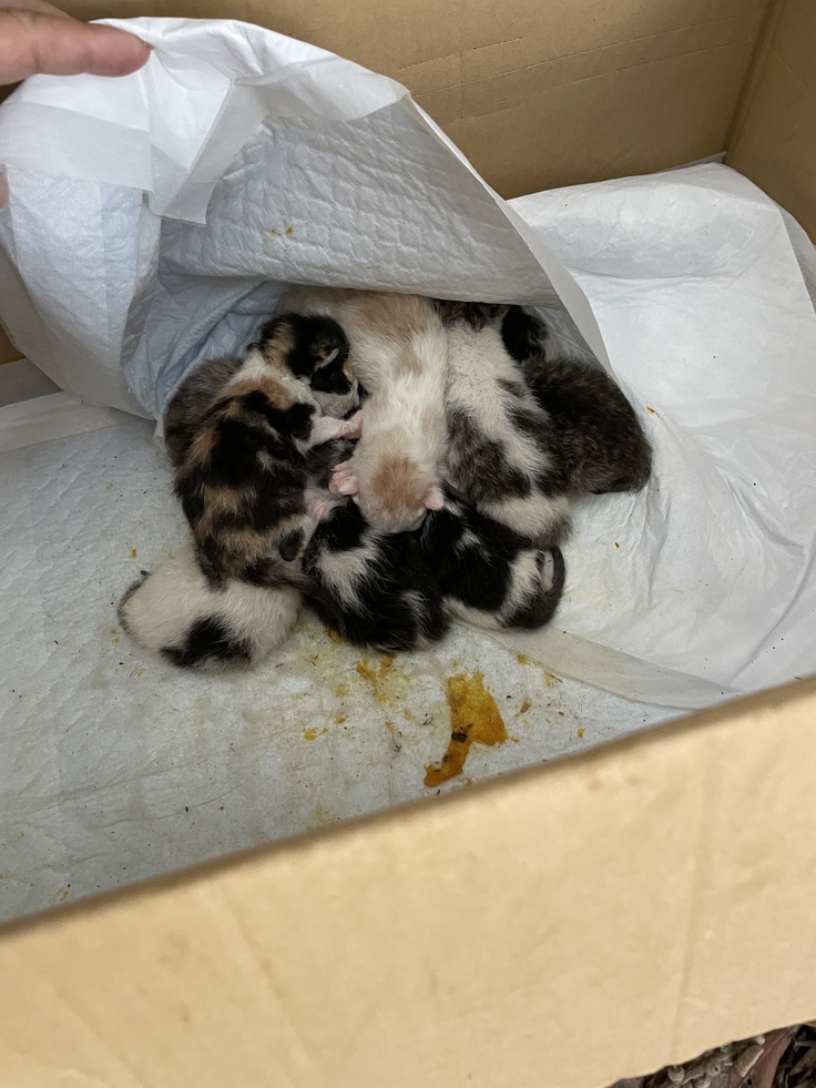 ダンボールに捨てられてました