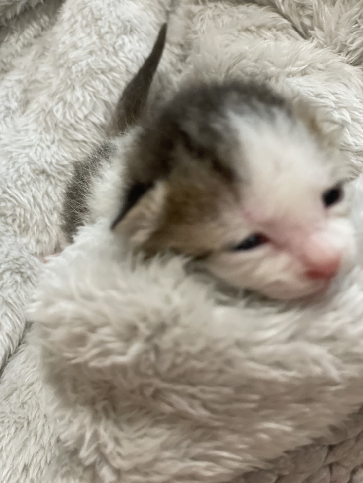 乳飲み子の時からミルクをよく飲む兄弟でも一番大きく元気な子でした