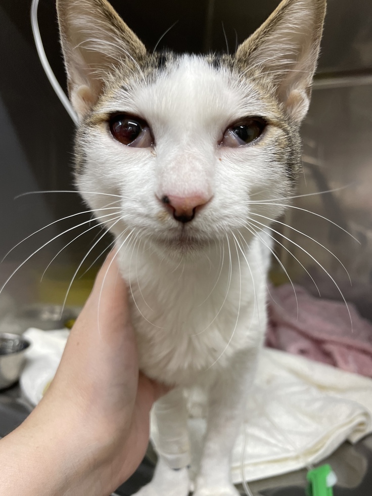 瞬膜も目立ちガリガリになってしまいました