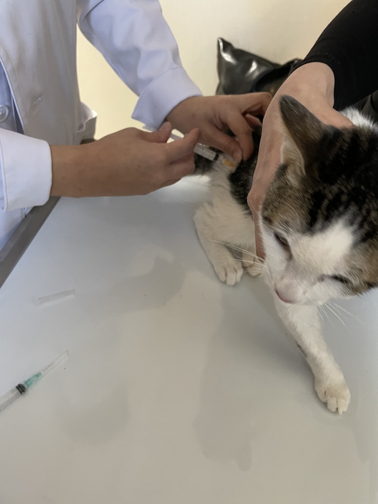 FIP治療開始　初めは注射