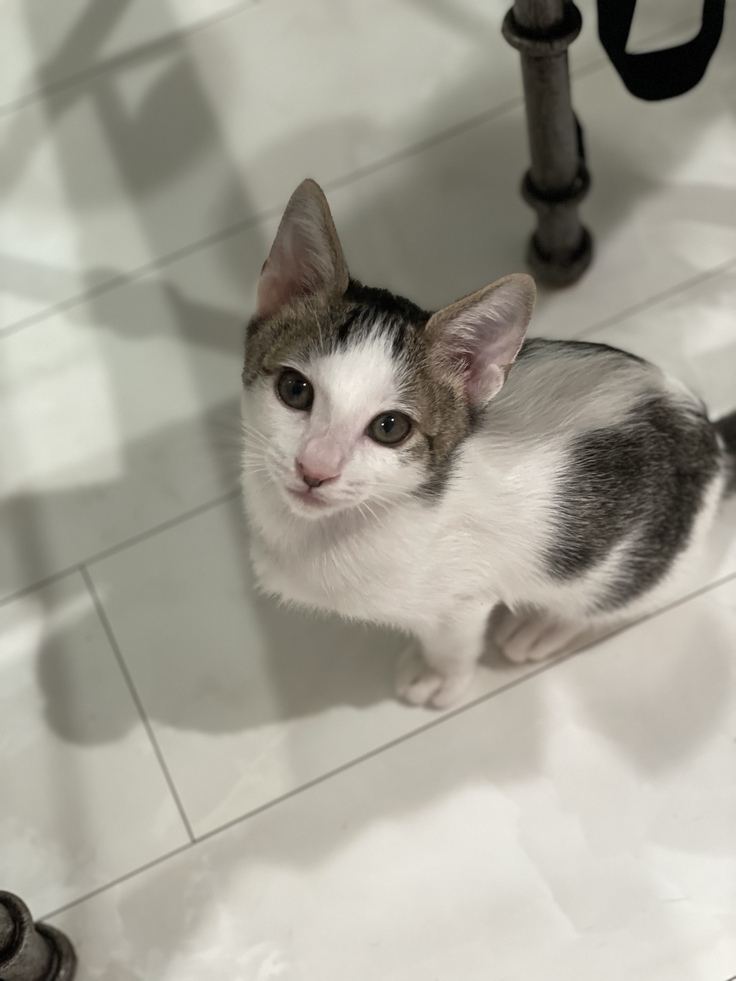 元気な頃のもっち