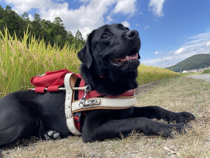 青空と稲穂と盲導犬