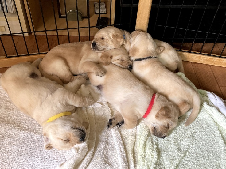 おやすみパピー