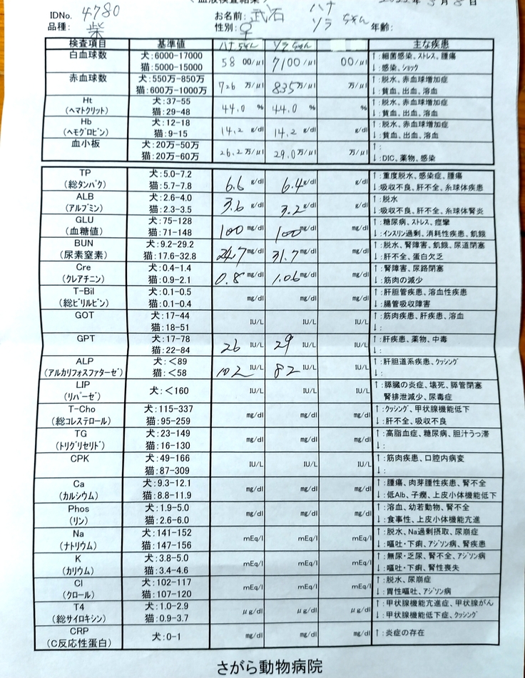 ハナとソラの血液検査 フィラリア抗体検査 柴犬２匹の保護犬の医療費支援を 武石都志郎 22 03 09 投稿 クラウドファンディング Readyfor