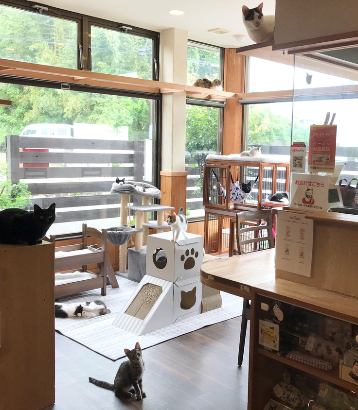 5年前のリフォームで日当たりの良い猫カフェになりました