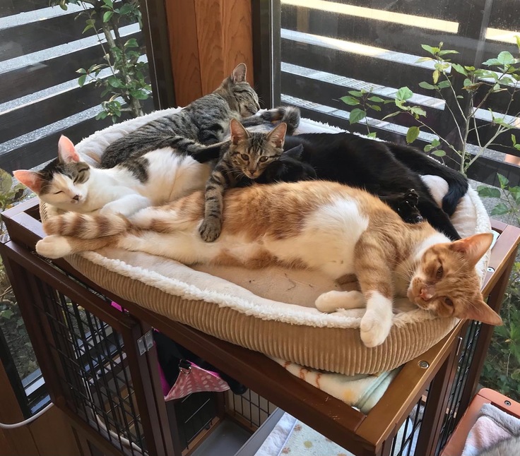 窓辺で猫団子になって日向ぼっこが日課です