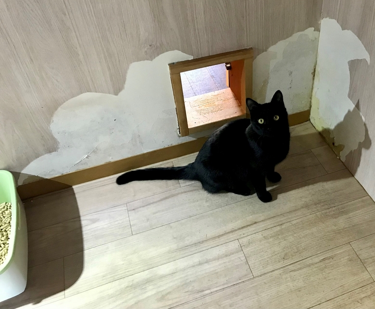 猫のトイレスペースです