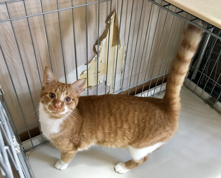 猫を一時保護するバックヤード