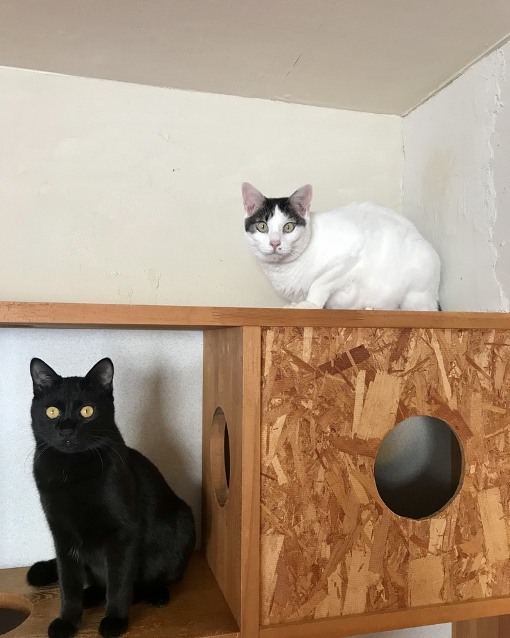 壁紙と床材はすべて交換・張り直します