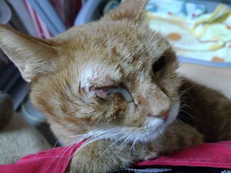injured cat3
