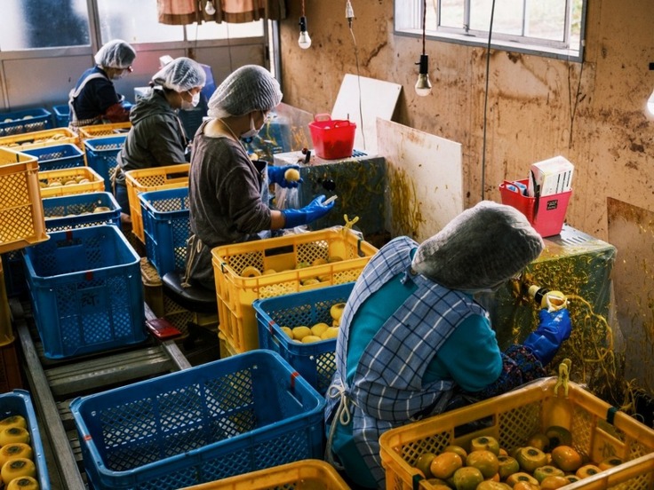 一つずつ丁寧に皮をむいていきます