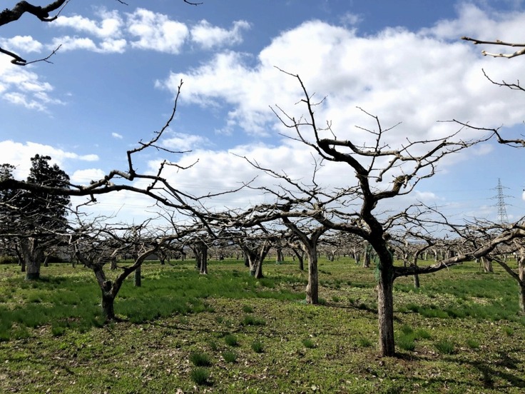 芽吹きを待つ柿の木たち