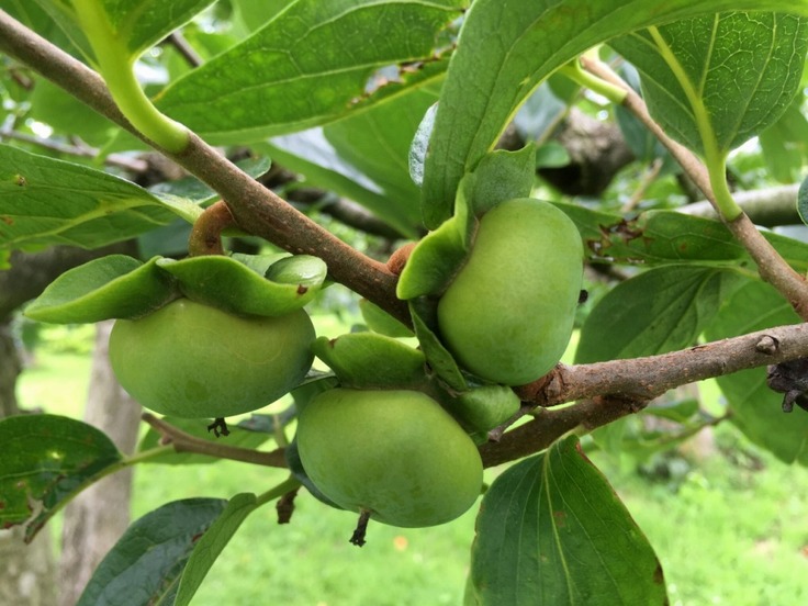 柿の実が育っています