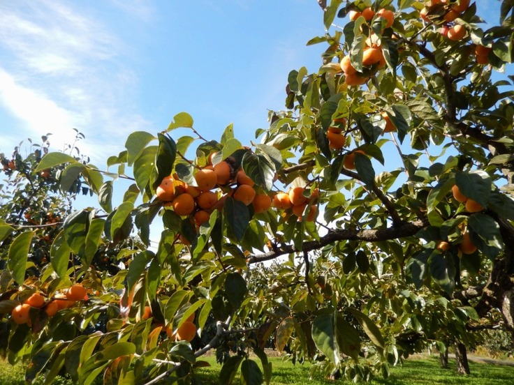 オレンジに色づく柿の実