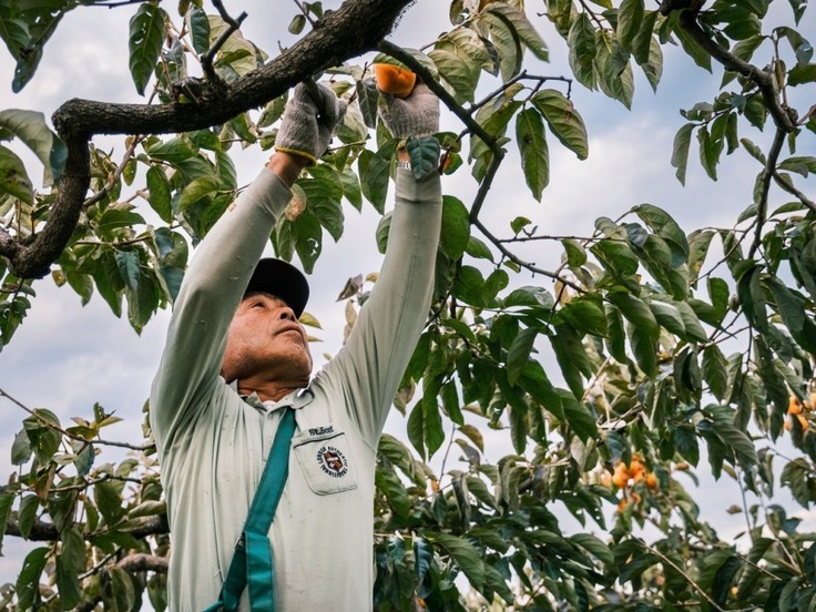 ハサミで一つ一つ収穫します