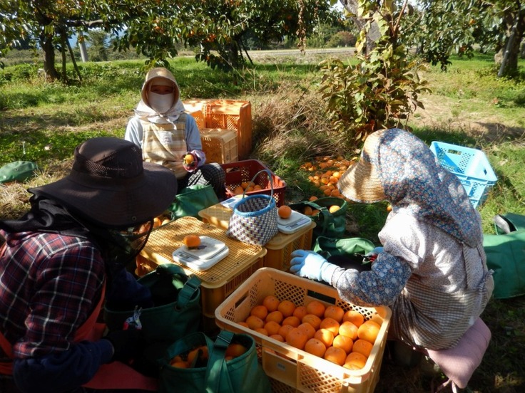 実に傷がつかないように、軸を切ります
