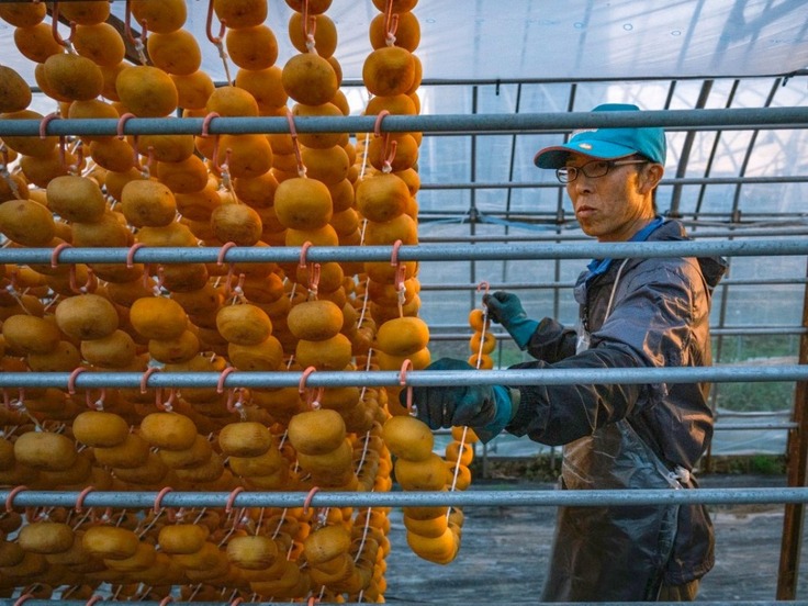 干し柿のカーテンの出来上がり